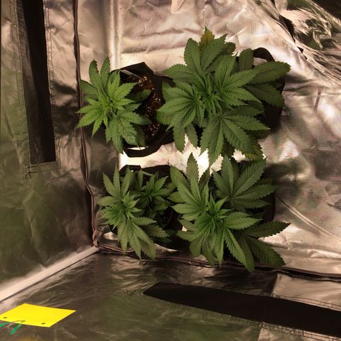 Sweet Cherry Kush  growlog timeline photo