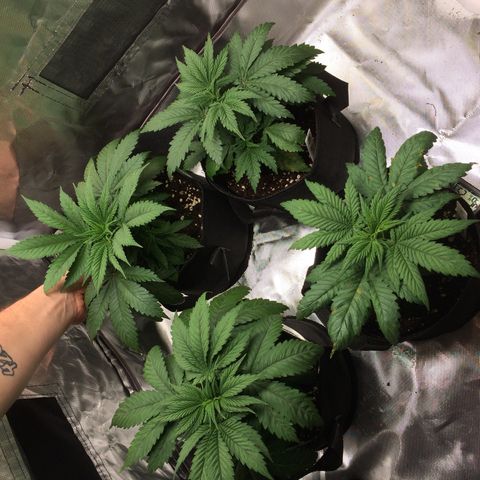 Sweet Cherry Kush  growlog timeline photo