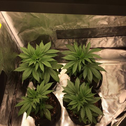 Sweet Cherry Kush  growlog timeline photo