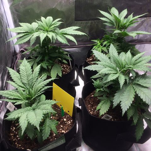 Sweet Cherry Kush  growlog timeline photo