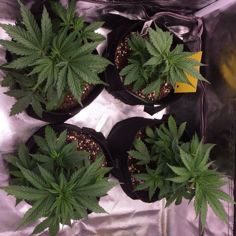 Sweet Cherry Kush  growlog timeline photo