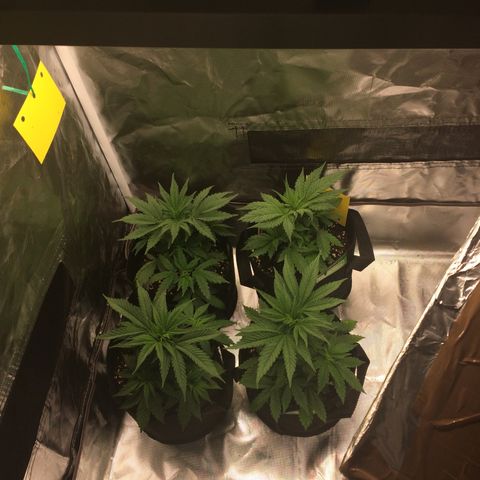 Sweet Cherry Kush  growlog timeline photo