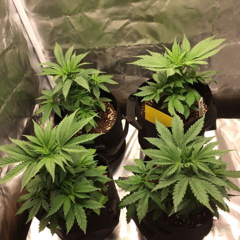 Sweet Cherry Kush  growlog timeline photo