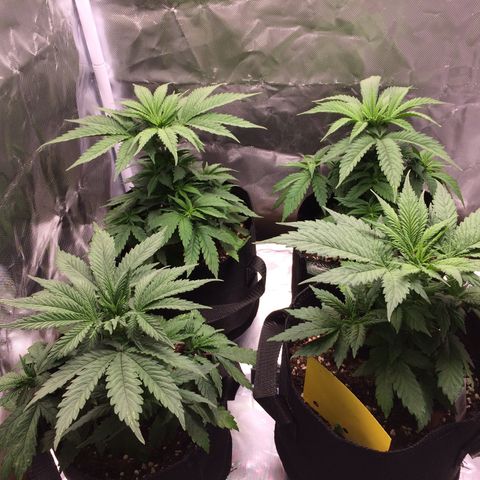Sweet Cherry Kush  growlog timeline photo