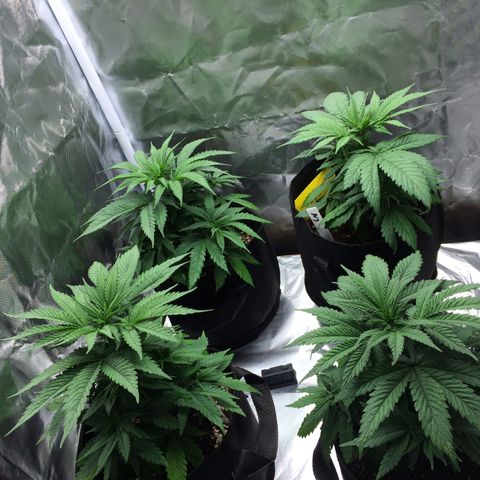 Sweet Cherry Kush  growlog timeline photo