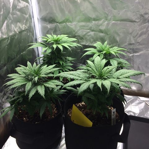 Sweet Cherry Kush  growlog timeline photo
