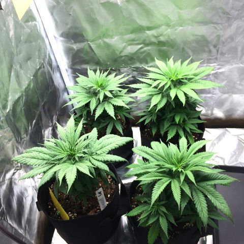 Sweet Cherry Kush  growlog timeline photo