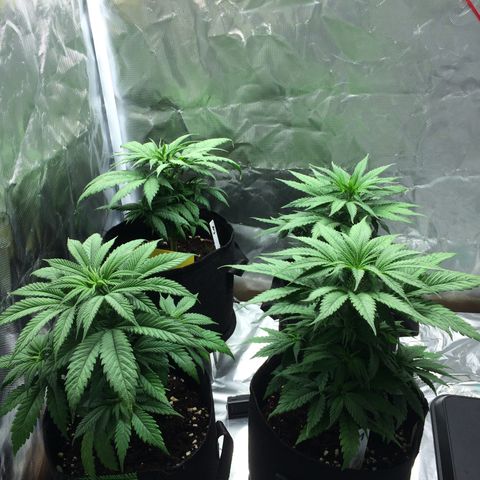 Sweet Cherry Kush  growlog timeline photo