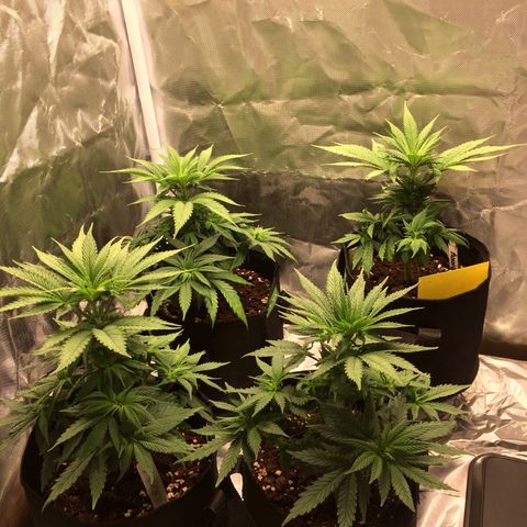 Sweet Cherry Kush  growlog timeline photo
