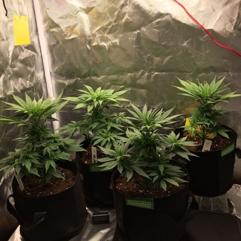 Sweet Cherry Kush  growlog timeline photo