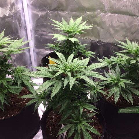 Sweet Cherry Kush  growlog photo: Nach dem aufsprühen des Neemöls.