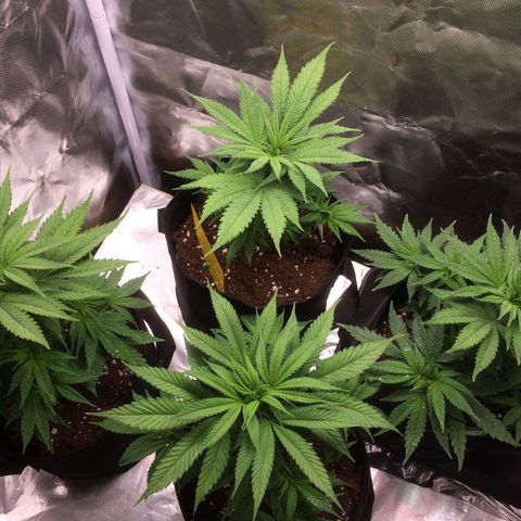 Sweet Cherry Kush  growlog timeline photo