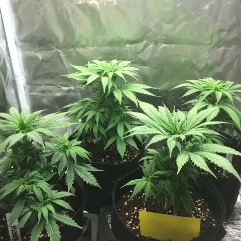Sweet Cherry Kush  growlog timeline photo