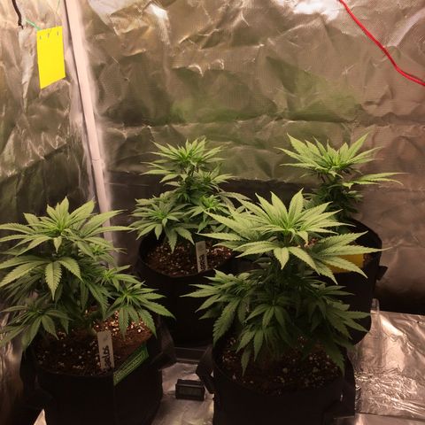Sweet Cherry Kush  growlog timeline photo