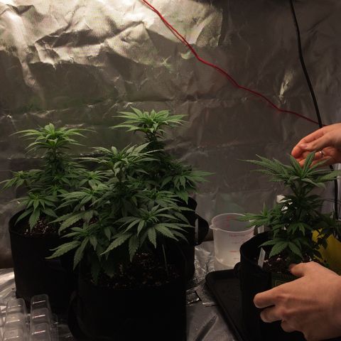 Sweet Cherry Kush  growlog timeline photo