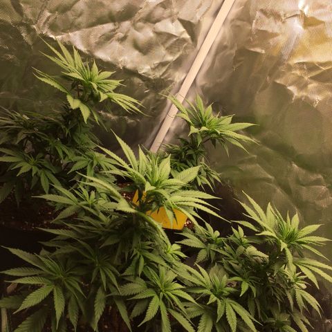 Sweet Cherry Kush  growlog timeline photo