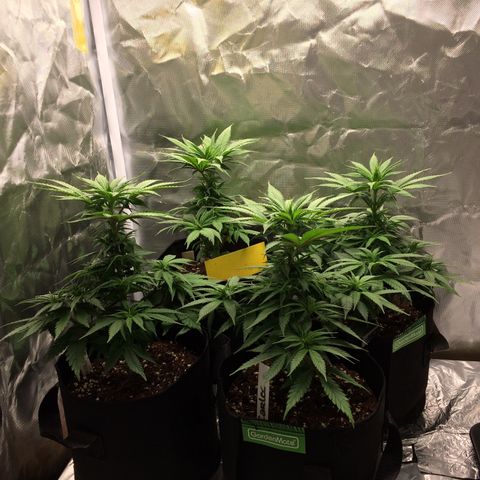 Sweet Cherry Kush  growlog timeline photo