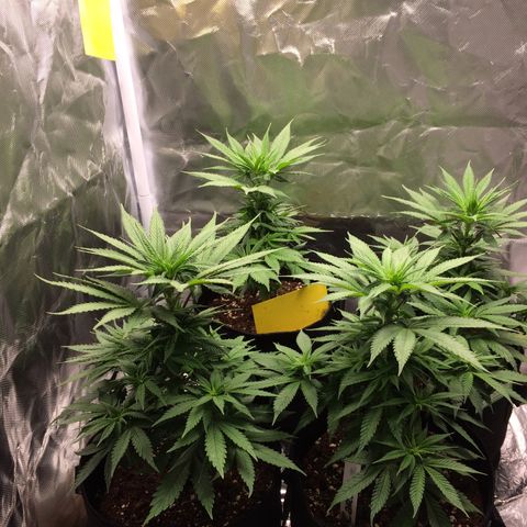 Sweet Cherry Kush  growlog timeline photo