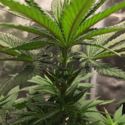 Sweet Cherry Kush  growlog photo: Zeigen Anzeichen der Vorblüte
