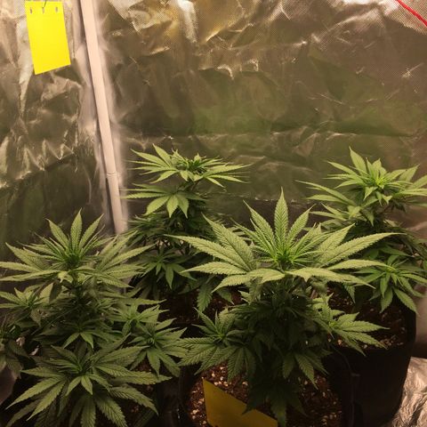 Sweet Cherry Kush  growlog timeline photo