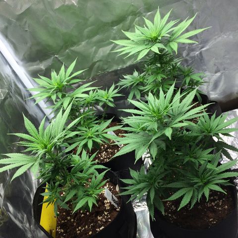 Sweet Cherry Kush  growlog timeline photo