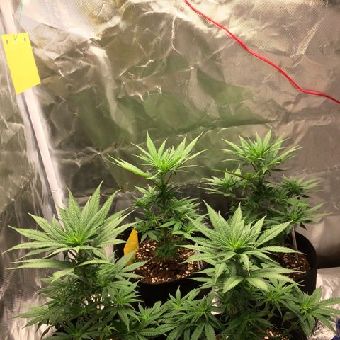 Sweet Cherry Kush  growlog timeline photo