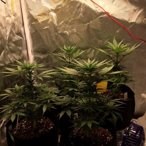 Sweet Cherry Kush  growlog timeline photo