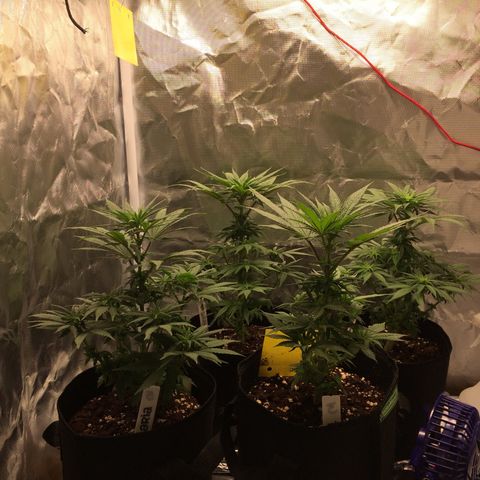 Sweet Cherry Kush  growlog timeline photo