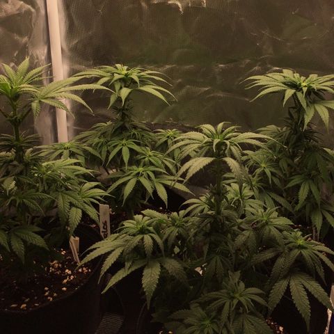 Sweet Cherry Kush  growlog timeline photo