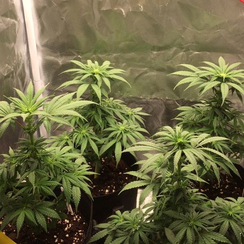 Sweet Cherry Kush  growlog timeline photo