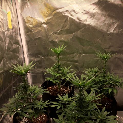 Sweet Cherry Kush  growlog timeline photo