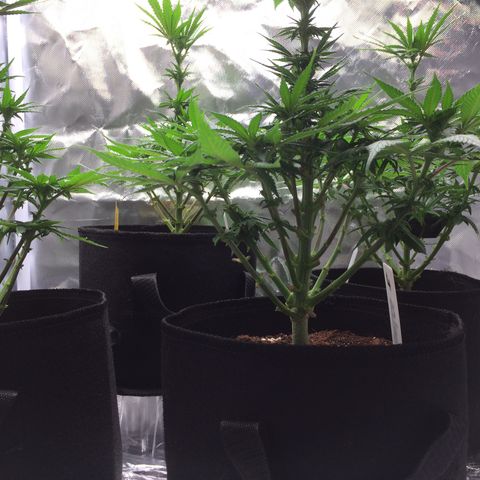 Sweet Cherry Kush  growlog timeline photo