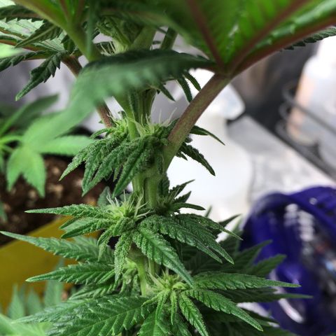 Sweet Cherry Kush  growlog timeline photo