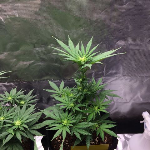Sweet Cherry Kush  growlog timeline photo