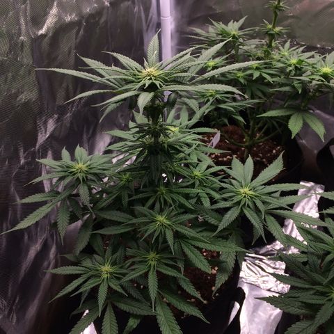 Sweet Cherry Kush  growlog timeline photo
