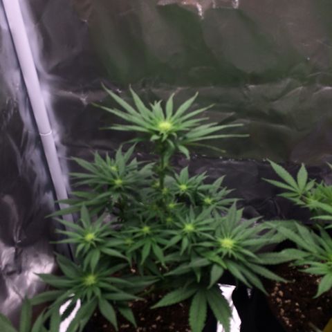 Sweet Cherry Kush  growlog timeline photo