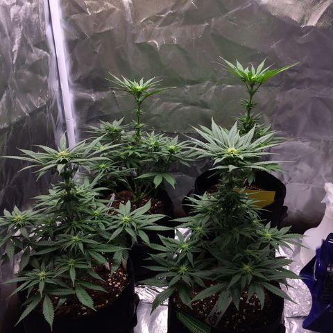 Sweet Cherry Kush  growlog timeline photo