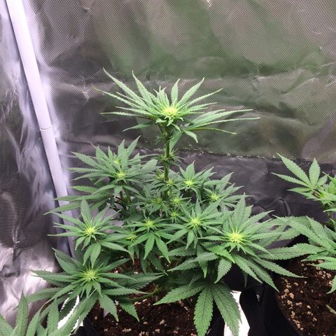 Sweet Cherry Kush  growlog timeline photo