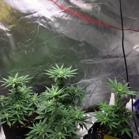 Sweet Cherry Kush  growlog timeline photo