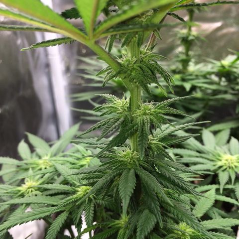 Sweet Cherry Kush  growlog timeline photo