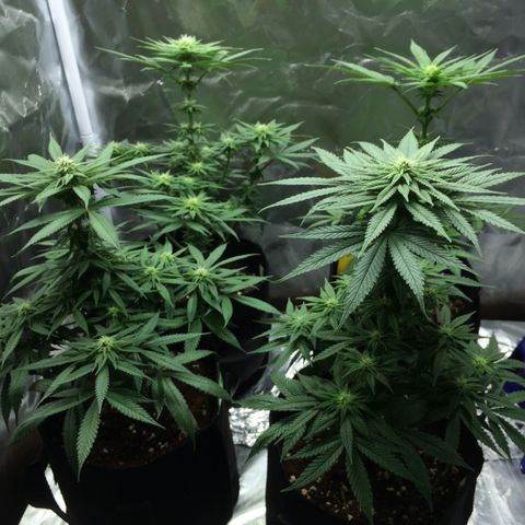 Sweet Cherry Kush  growlog timeline photo