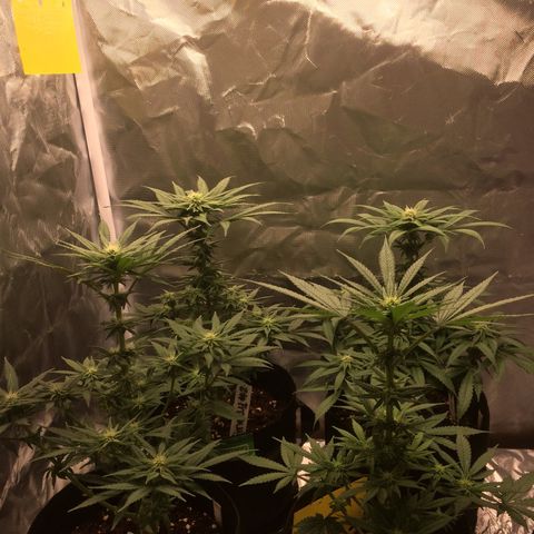 Sweet Cherry Kush  growlog timeline photo