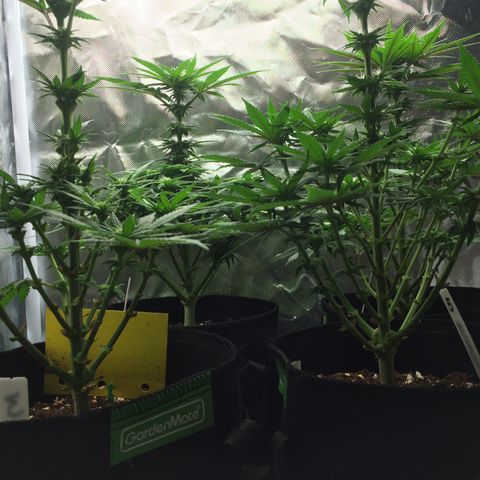 Sweet Cherry Kush  growlog timeline photo