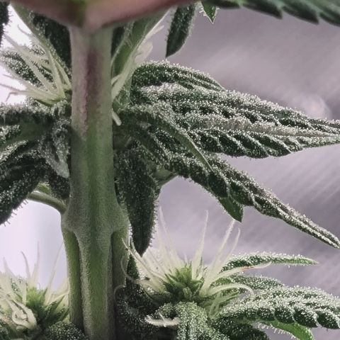 Sweet Cherry Kush  growlog timeline photo