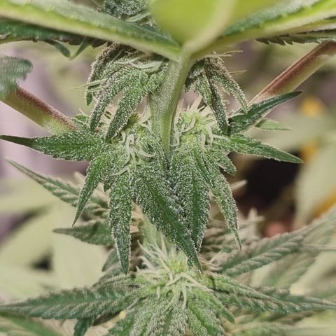 Sweet Cherry Kush  growlog timeline photo