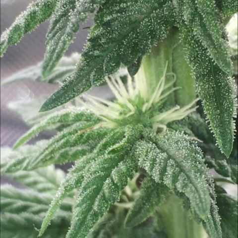 Sweet Cherry Kush  growlog timeline photo