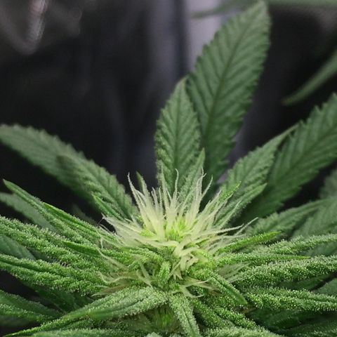 Sweet Cherry Kush  growlog timeline photo