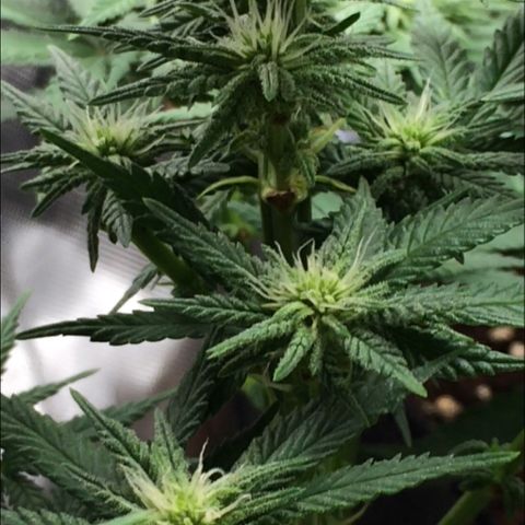 Sweet Cherry Kush  growlog timeline photo