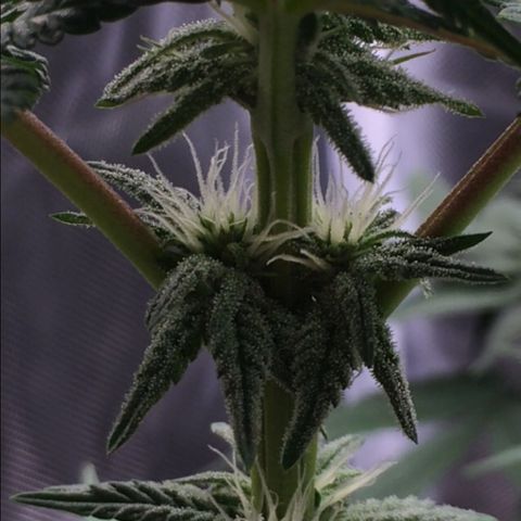 Sweet Cherry Kush  growlog timeline photo