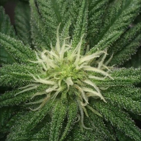 Sweet Cherry Kush  growlog timeline photo